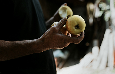 La Pomme des Alpes de Haute-Durance