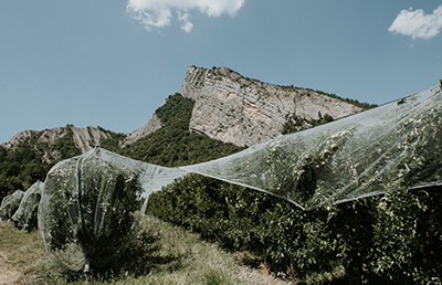 Arboriculteur des Alpes de Haute-Durance